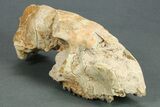 Partial Oreodont (Merycoidodon) Upper Skull - South Dakota #269855-2
